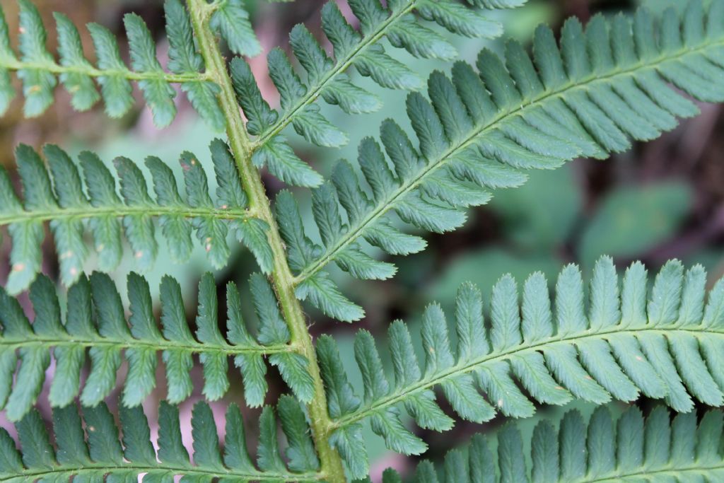 Dryopteris affinis o Dryopteris filix-mas?